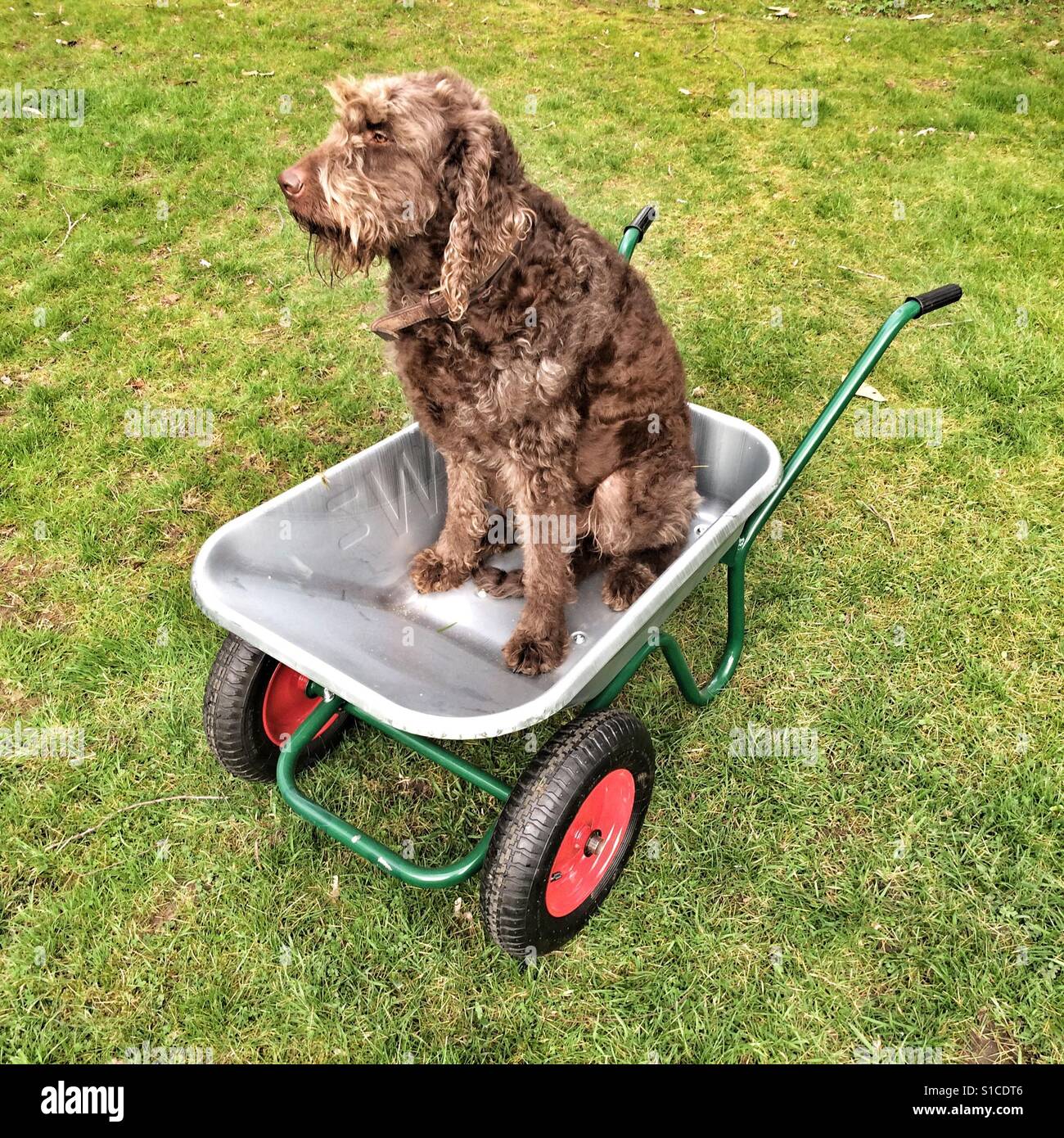 Brown Labradoodle sitting and a wheelbarrow, Hampshire, England, United Kingdom. Stock Photo