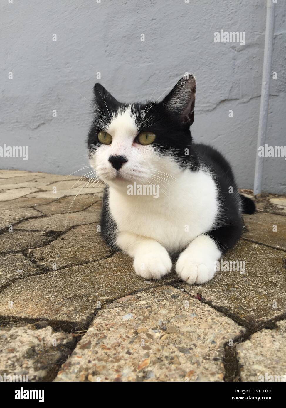 Face of angry cat with yellow eyes. House Cat with lowered ears