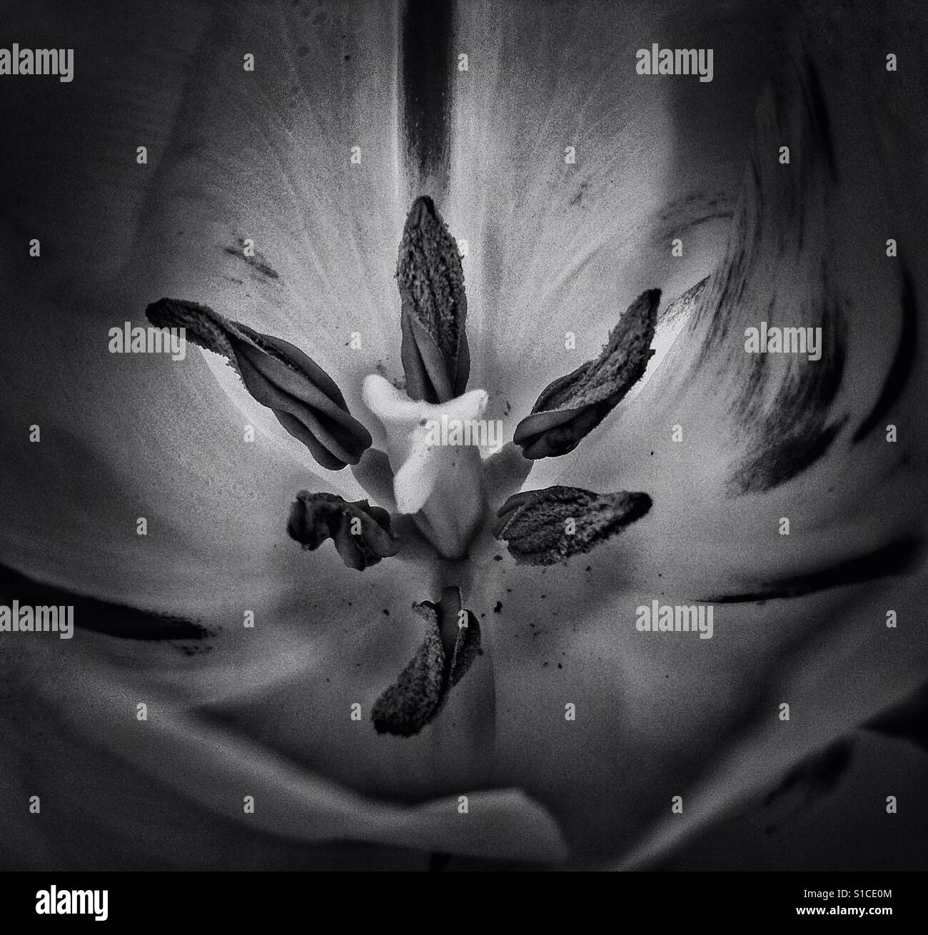 Open tulip close up - Smartphone Captured Stock Image