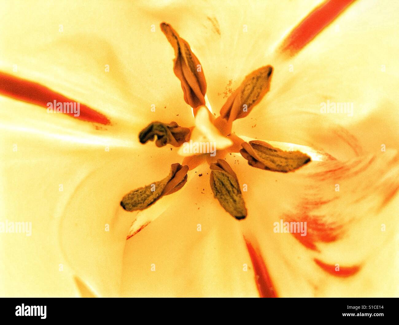Open tulip close up Stock Photo