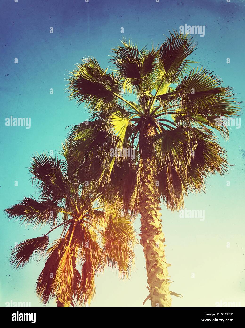 Two palm trees in the evening setting sun. Retro edit with light leaks. Stock Photo