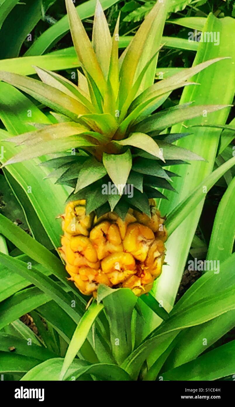 Baby pineapple, Ananas comosus Stock Photo
