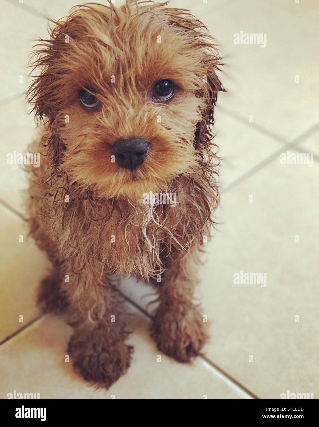 Cavoodle hires stock photography and images Alamy