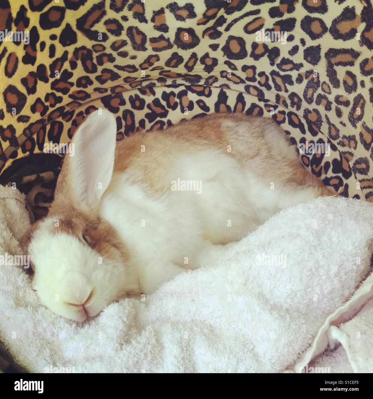 Sleepy bunny Stock Photo