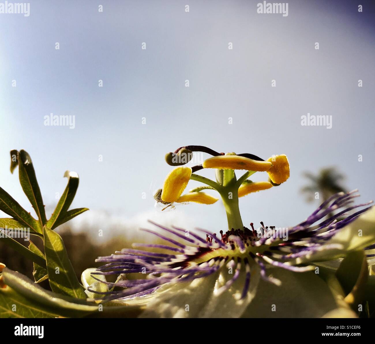 Herb healing center hires stock photography and images Alamy