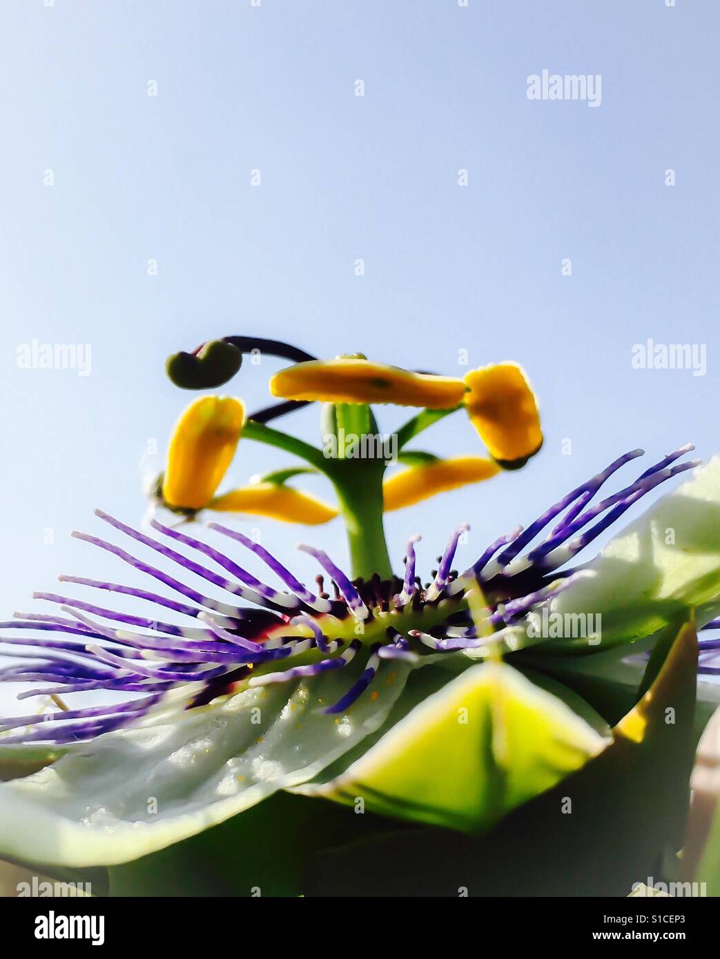 Nectary hires stock photography and images Alamy