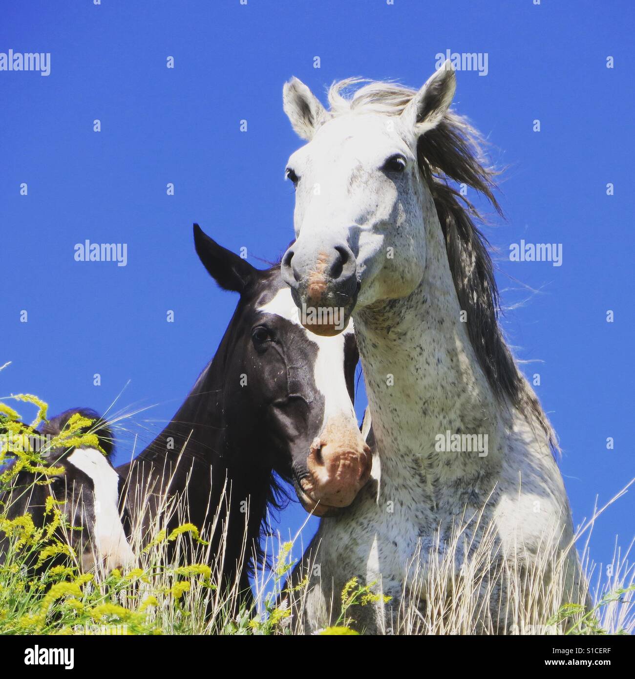 Wild horses roosevelt national park hires stock photography and images