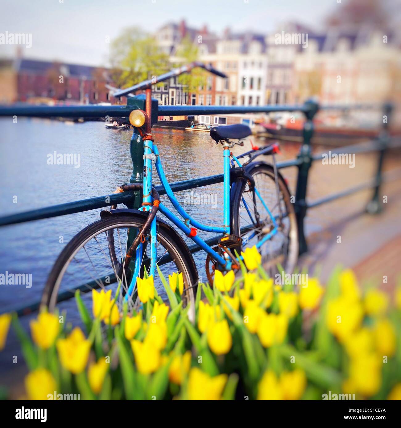 A blue bike parked on a bridge with tulips in Amsterdam, the Netherlands - Smartphone Captured Stock Image A blue bike parked on a bridge with tulips in Amsterdam, the Netherlands - Smartphone Captured Stock Image