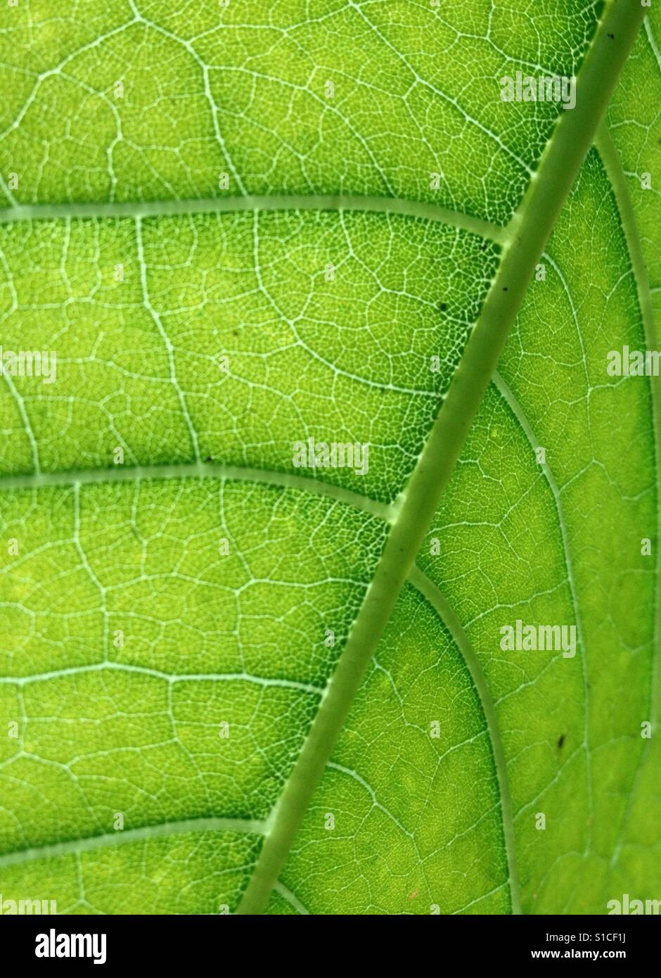 Leaf detail with cells and veins Stock Photo