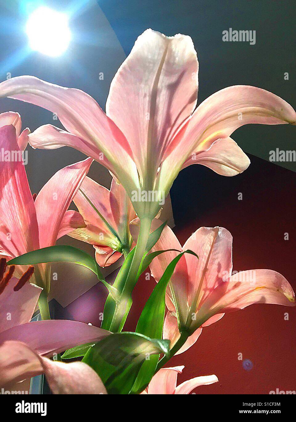 Symphony in pink lily...! - Smartphone Captured Stock Image