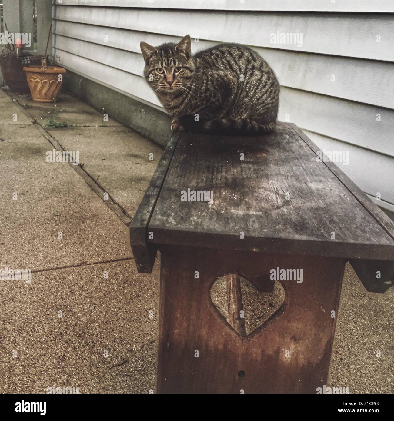 A tabby cat sitting on an outdoor bench. - Smartphone Captured Stock Image