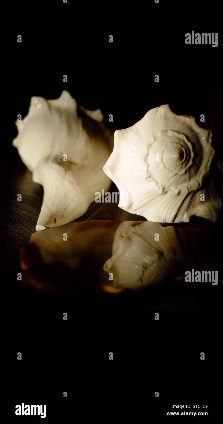 Conch shell - Smartphone Captured Stock Image