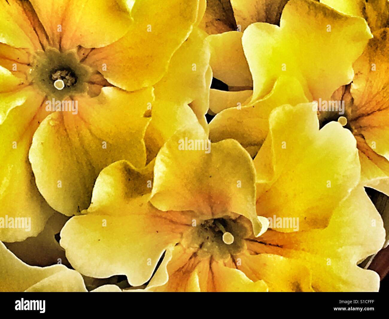 Yellow flowers - Smartphone Captured Stock Image