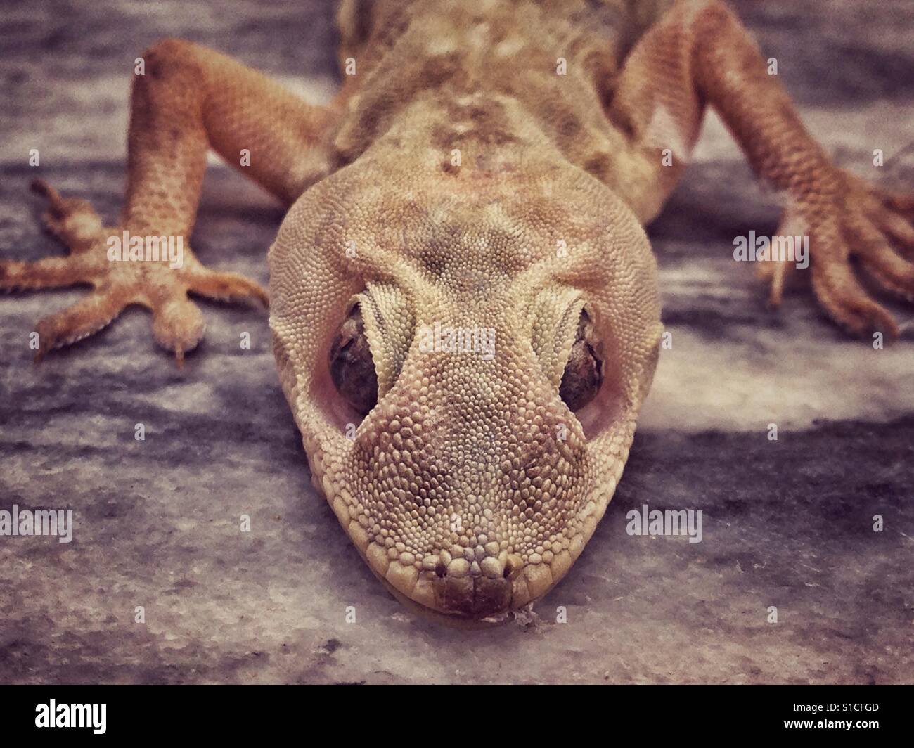 Scary lizard stare down Stock Photo