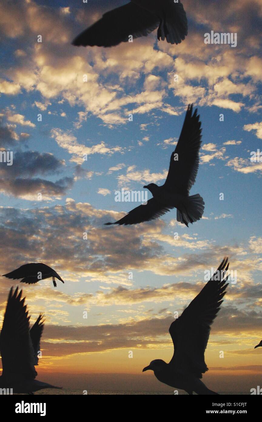 Birds sunset hi-res stock photography and images - Alamy