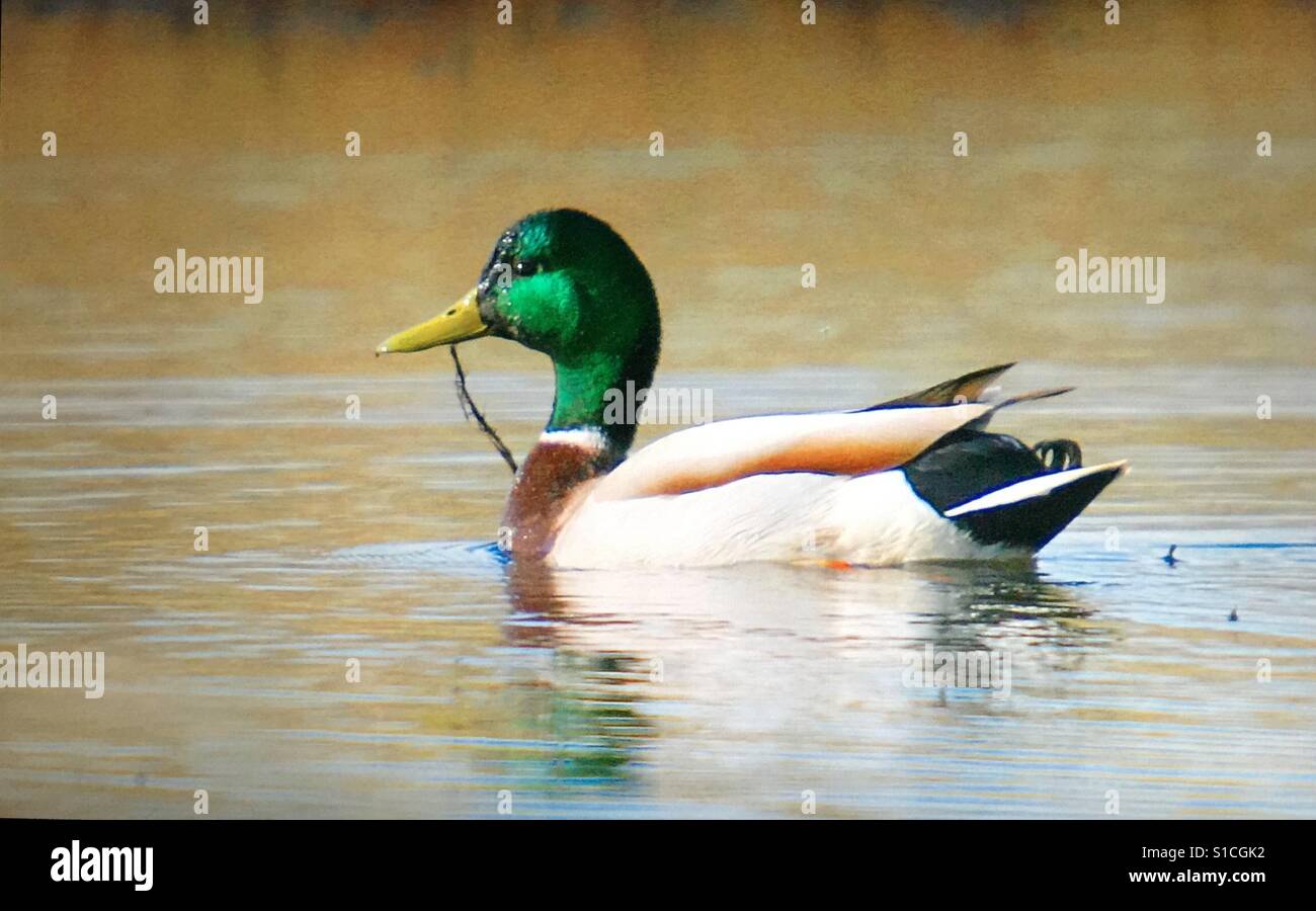 Mallard duck reflections swimming in a small pond - Smartphone Captured Stock Image
