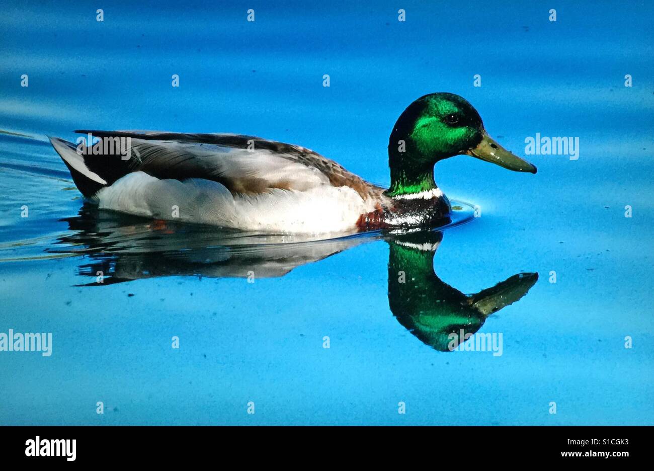 Mallard duck reflections swimming in a small pond - Smartphone Captured Stock Image