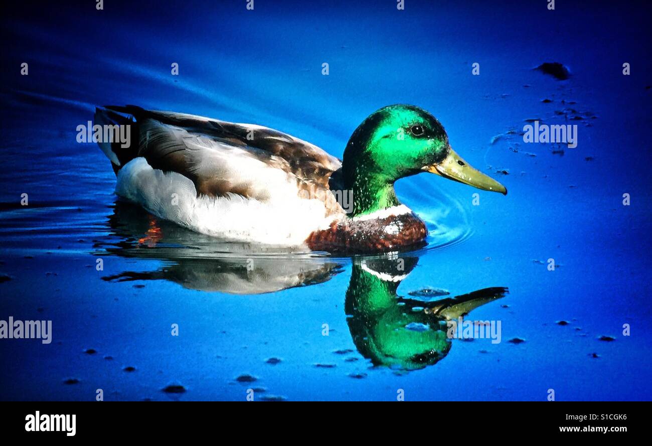 Mallard duck reflections swimming in a small pond - Smartphone Captured Stock Image