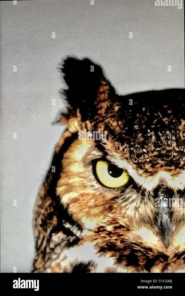 Great horned owl - Smartphone Captured Stock Image