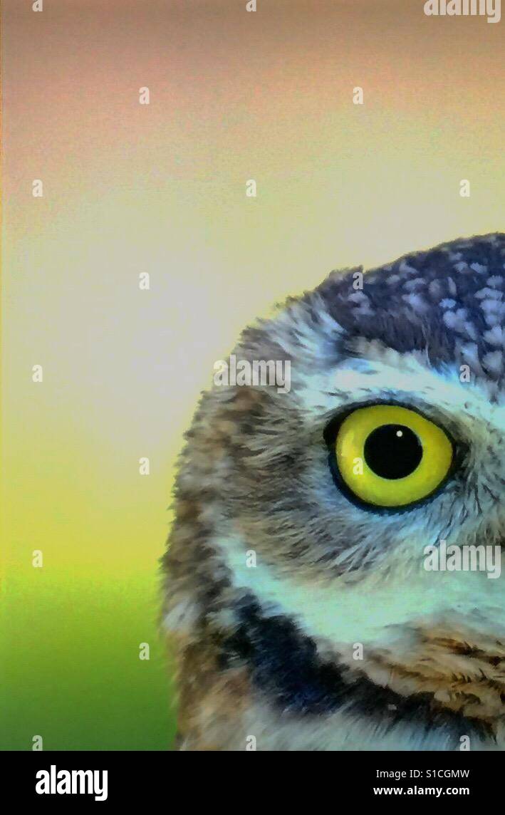 Burrowing owl - Smartphone Captured Stock Image
