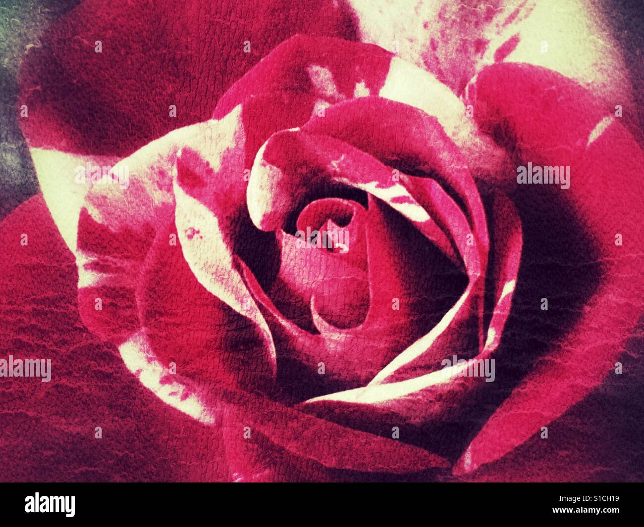 Miniature patio rose, macro - Smartphone Captured Stock Image