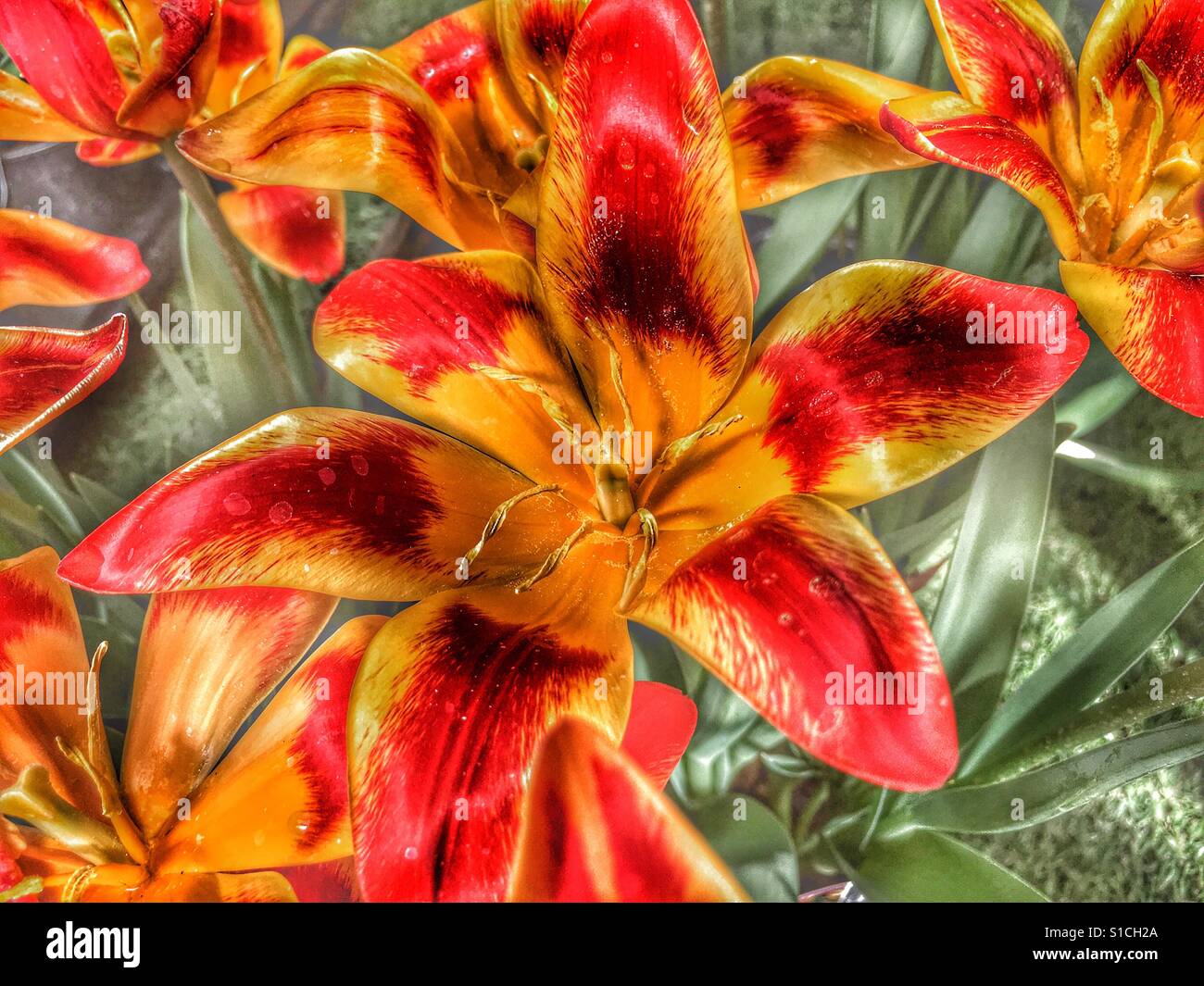 Tulip flowers "Spanish flag Stock Photo Alamy