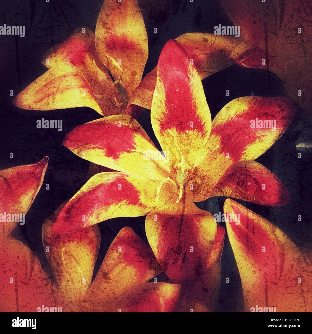 Tulip In Spanish Wordreference at Tennie Moore blog