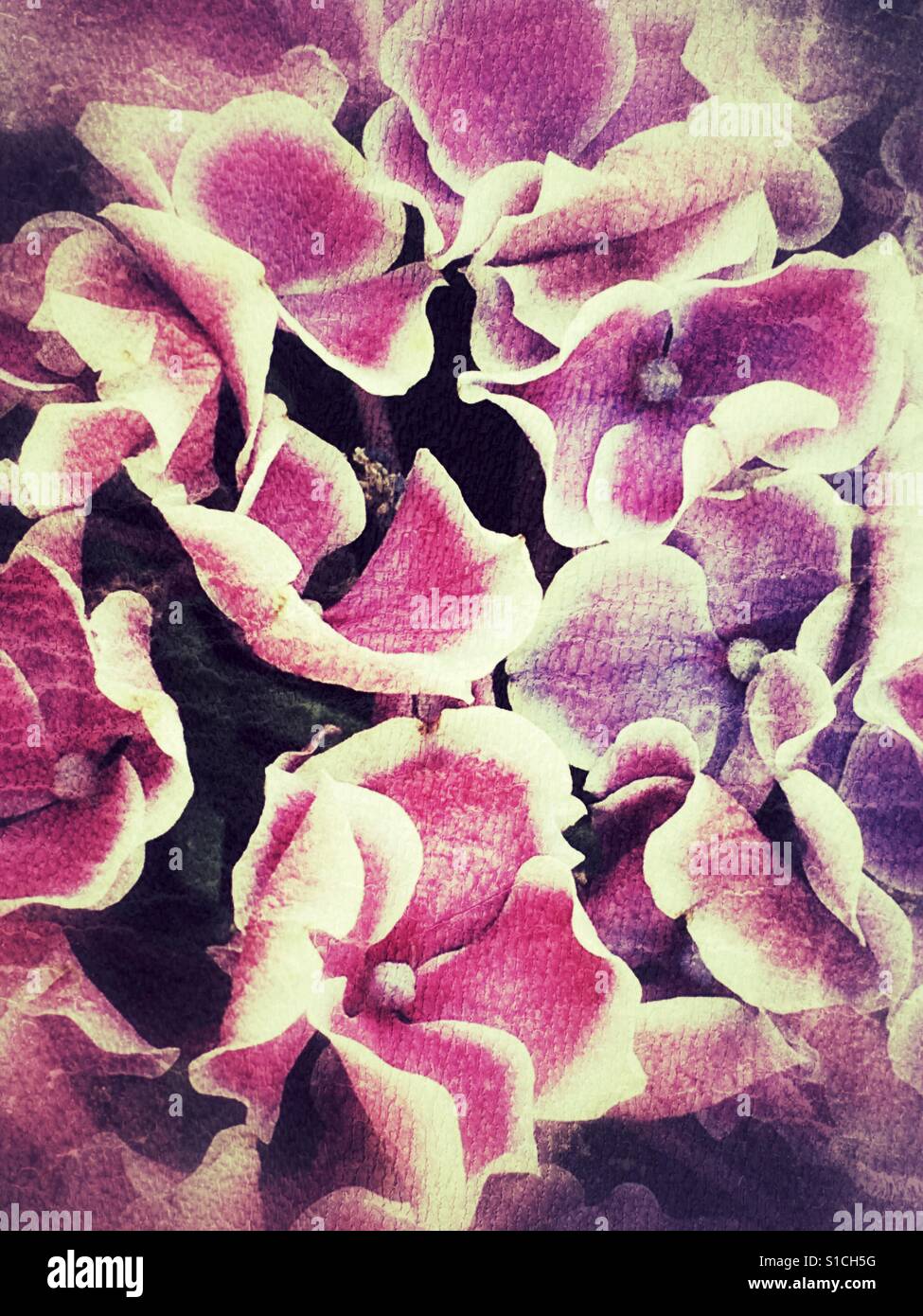 Hydrangeas backgrounds hi-res stock photography and images - Alamy