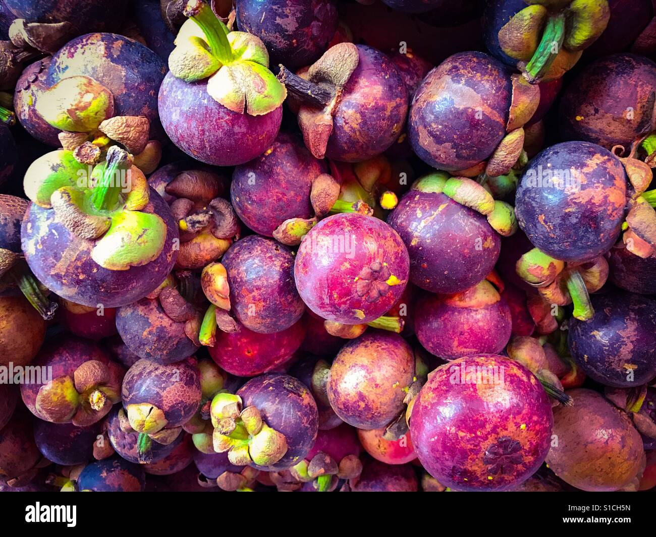 The purple mangosteen (Garcinia mangostana) Stock Photo