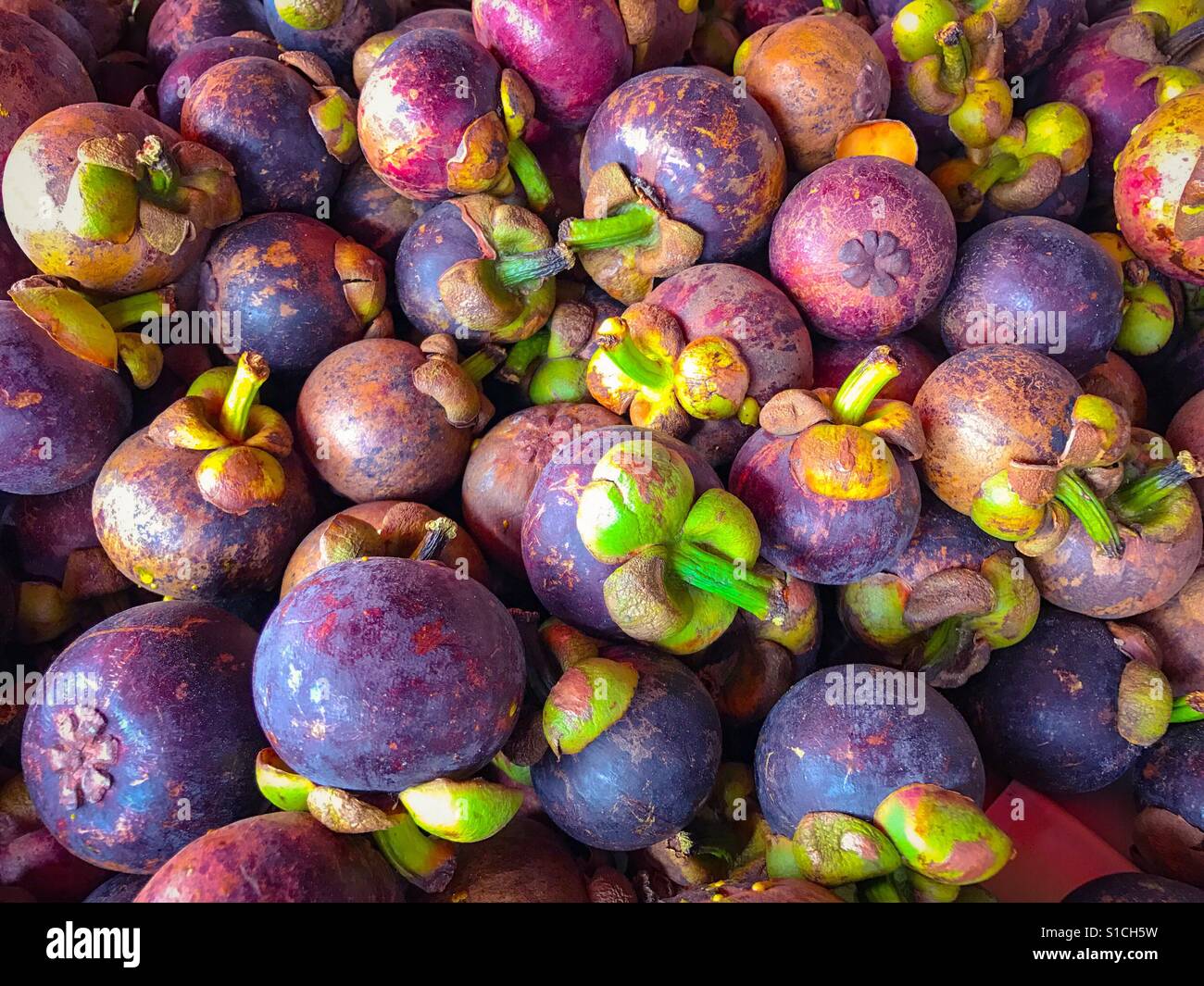The purple mangosteen (Garcinia mangostana) Stock Photo