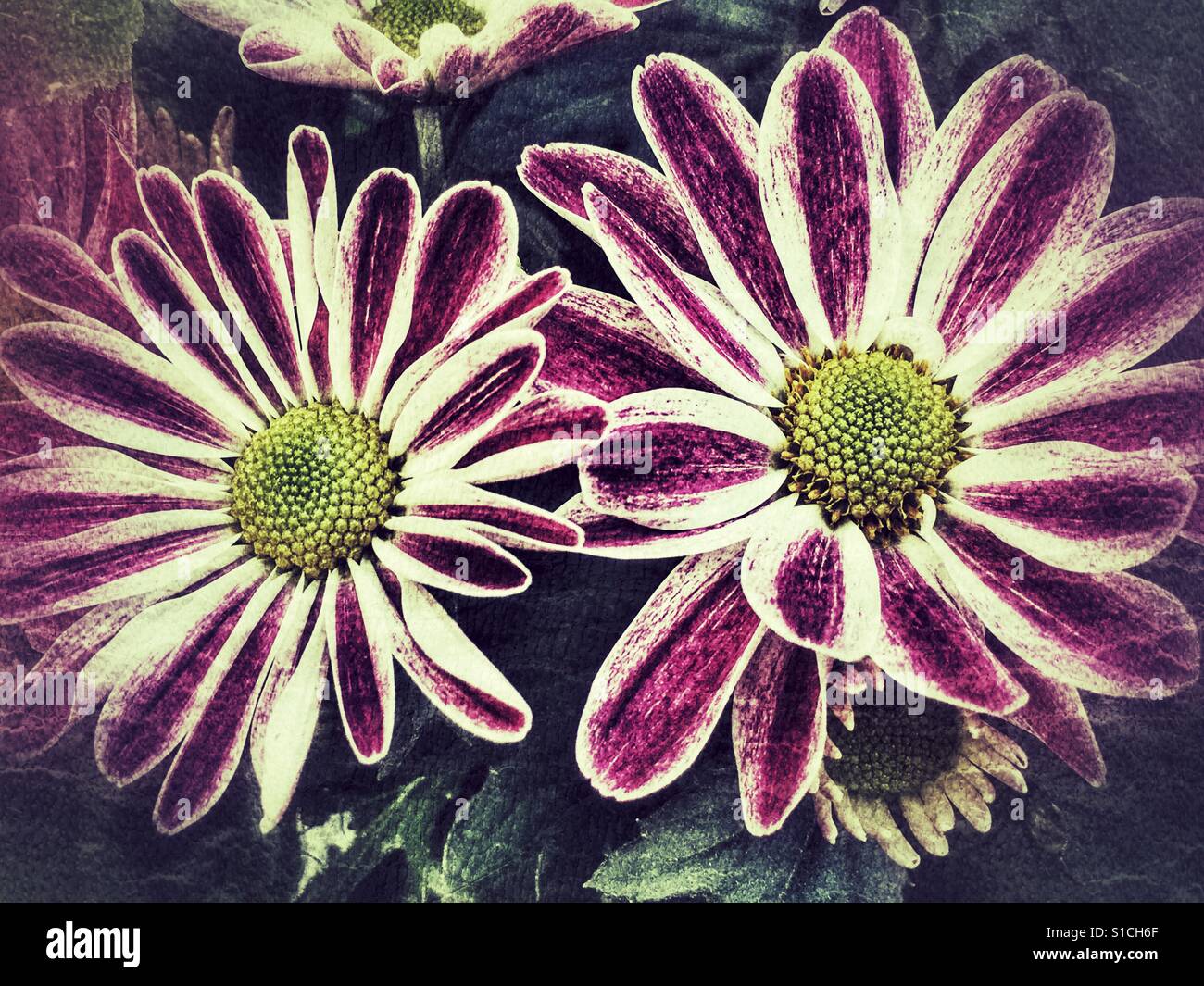 Chrysanthemum colours hi-res stock photography and images - Alamy