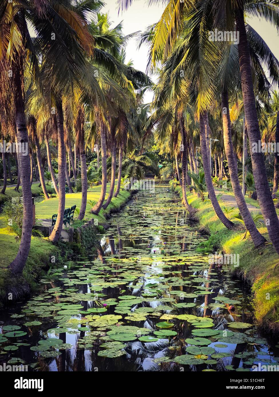 Coconut garden, orchard, plantation in Thailand Stock Photo 310678224