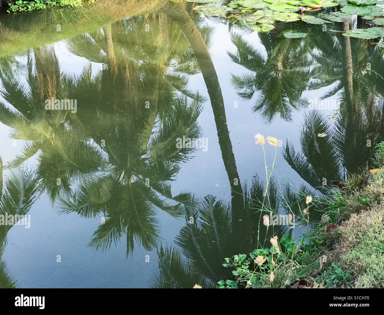 Reflection of coconut garden, orchard, plantation in Thailand Stock
