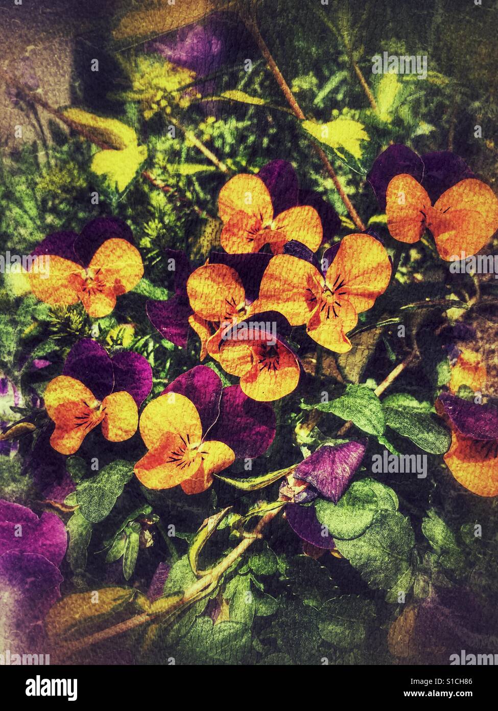 Violets in a hanging basket Stock Photo