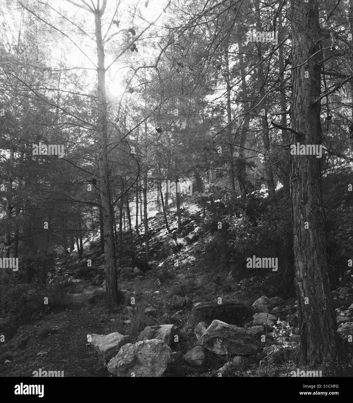 Cant see the wood for the trees hi res stock photography and images alamy