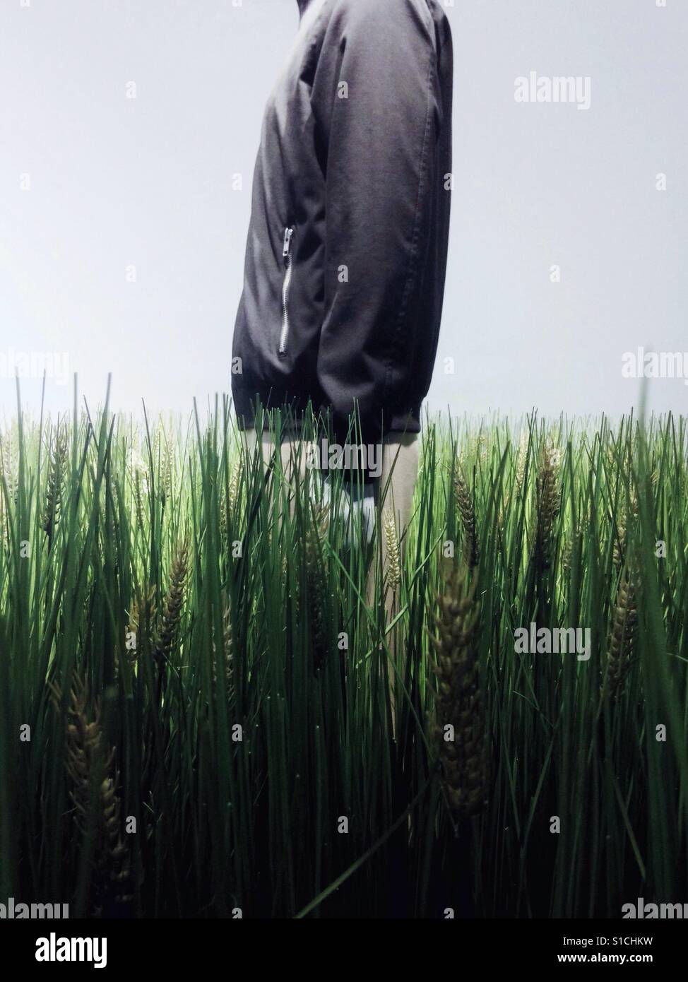 Man in a urban black jacket in a wheat field in a studio Stock Photo
