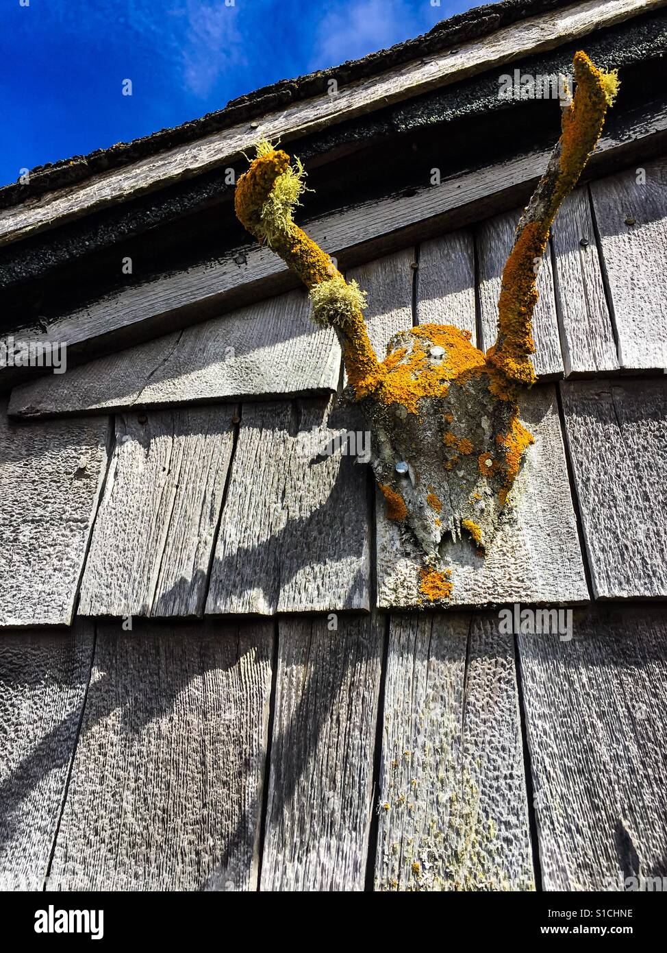 Antlers covered in lichen and moss - Smartphone Captured Stock Image