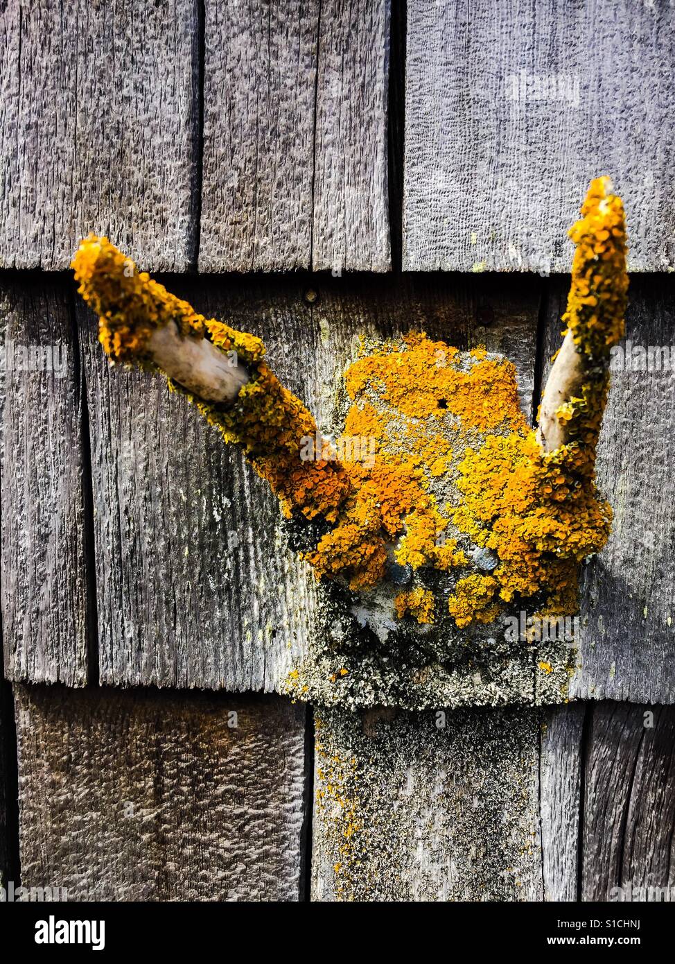 Antlers covered in lichen and moss - Smartphone Captured Stock Image