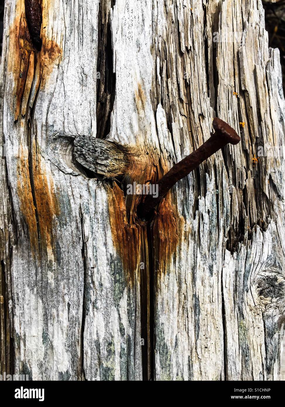 Rusty nail in weathered wood. Symbol of all round decay. Metaphorical