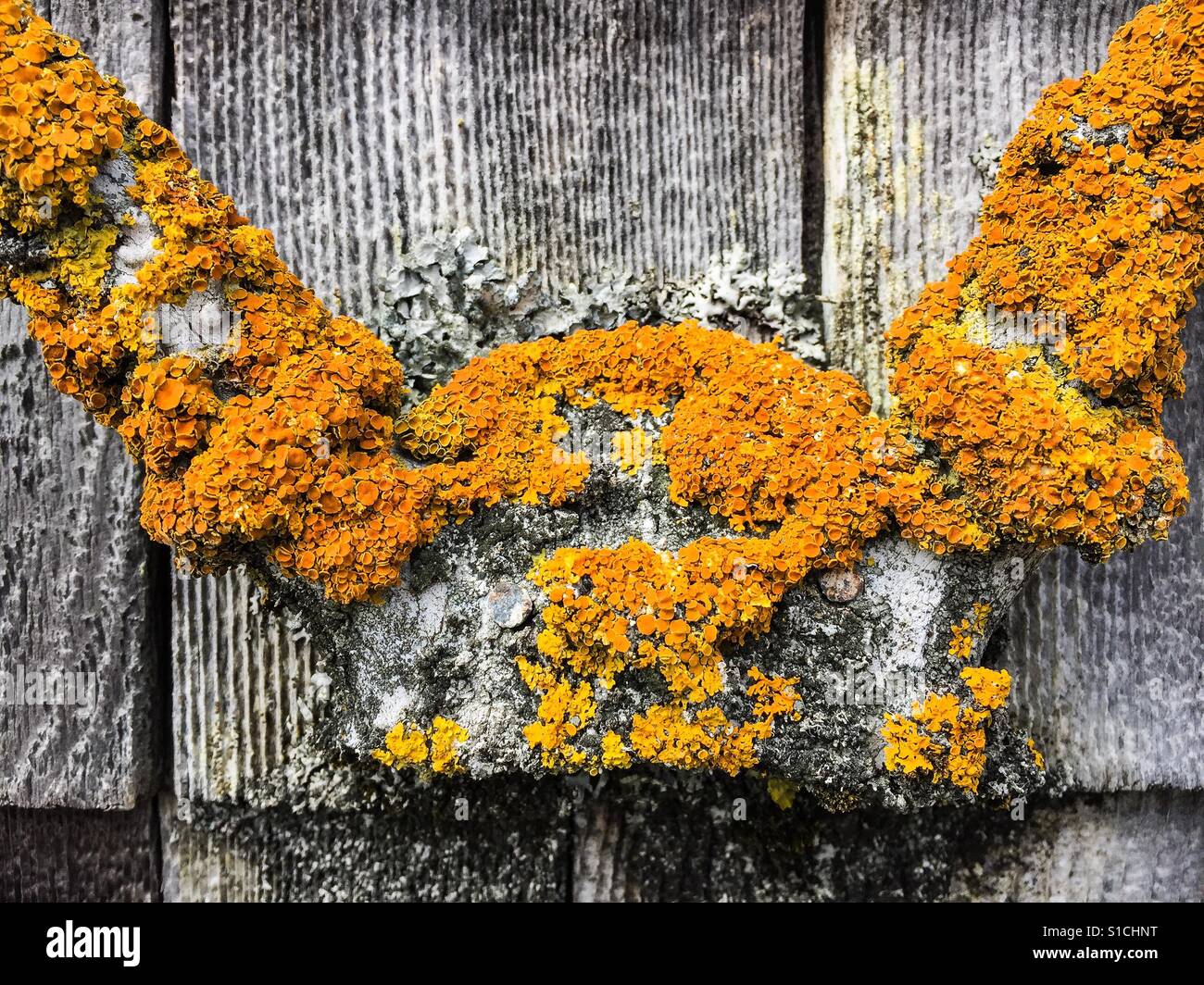 Antlers on cedar siding - Smartphone Captured Stock Image