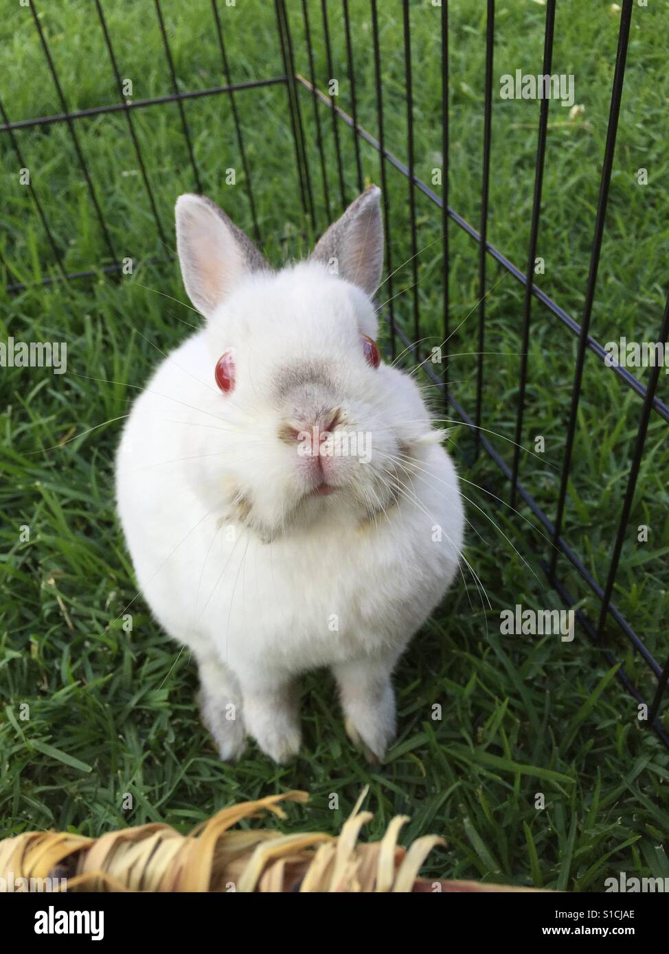 Netherland dwarf rabbit Stock Photo