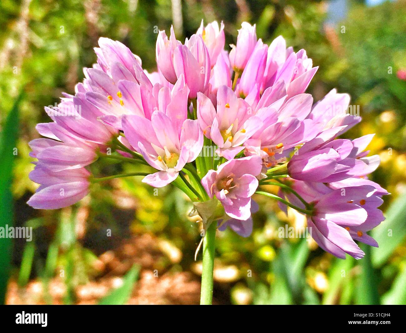 Rosy garlic growing wild in Spain Stock Photo