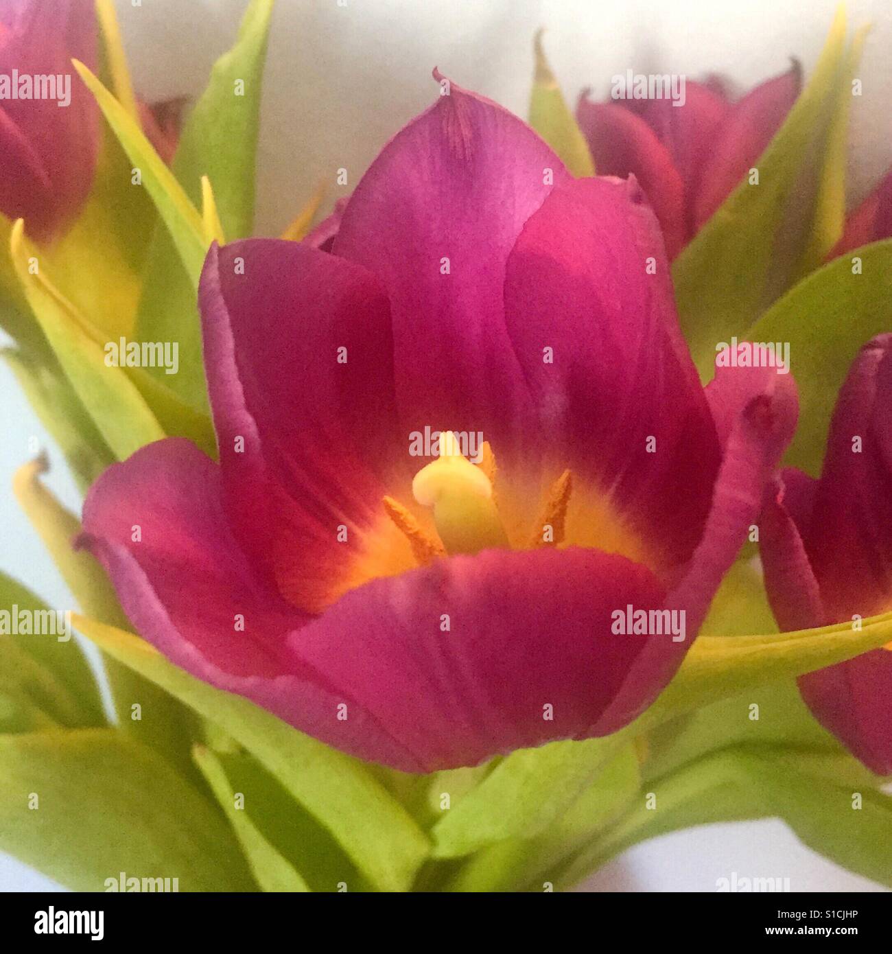 Tulip flower petals hi-res stock photography and images - Alamy
