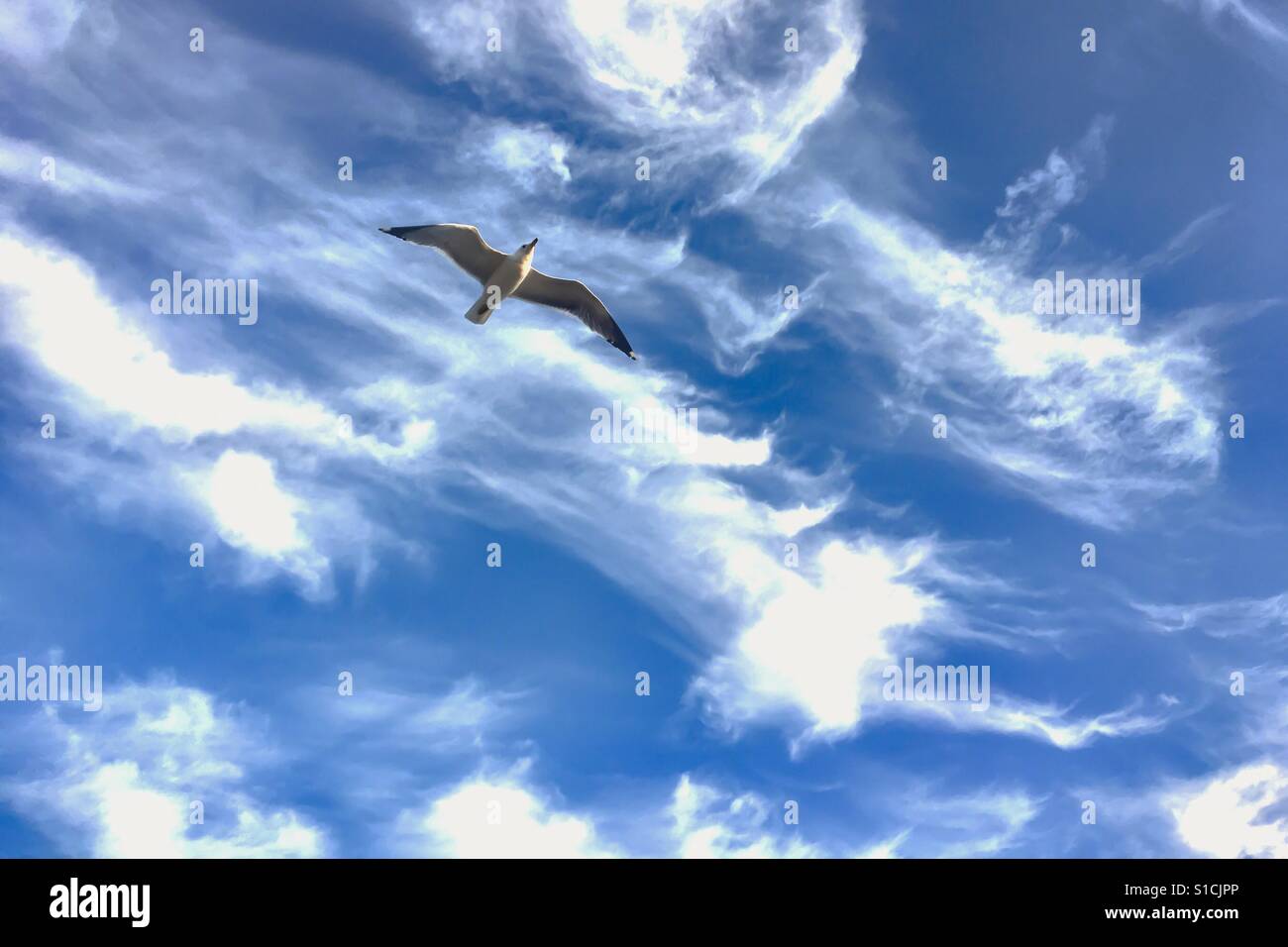 Seagull flying with dark blue sky and white clouds in the background. Room for copy. - Smartphone Captured Stock Image
