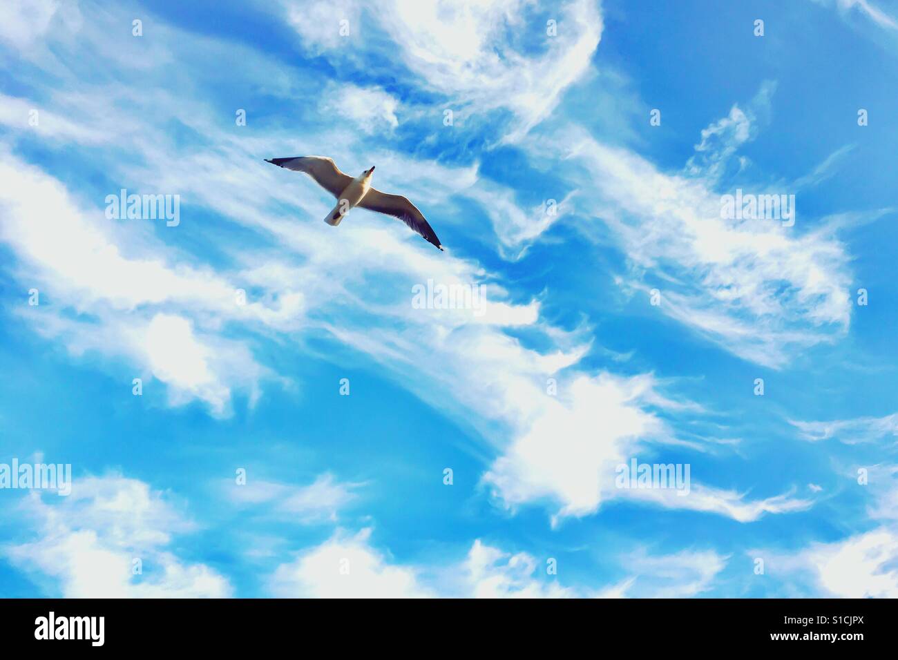 Seagull flying against light blue sky. Room for copy. - Smartphone Captured Stock Image