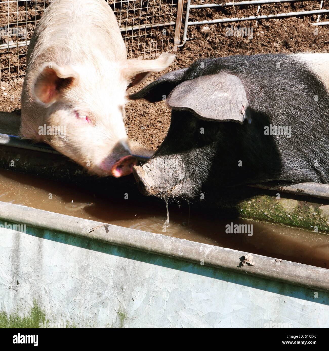 Two pigs sharing a drink at a water trough, rubbing snouts - Smartphone Captured Stock Image