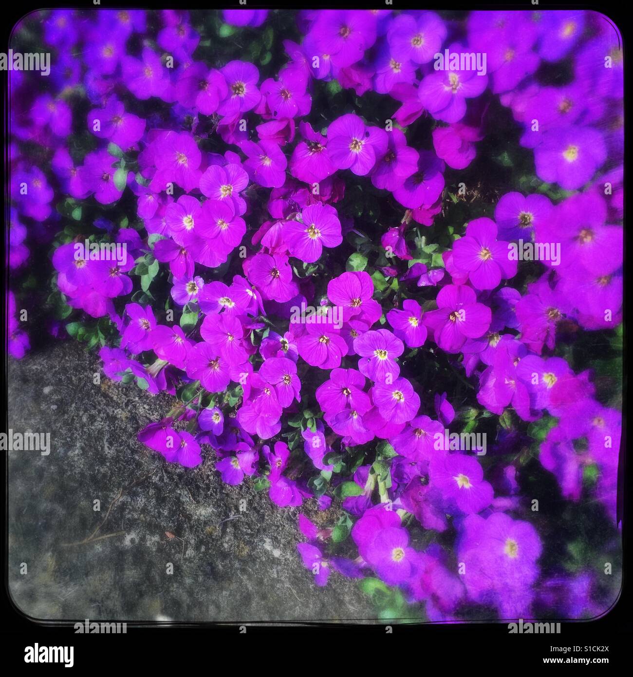 Aubrecia in flower - Smartphone Captured Stock Image