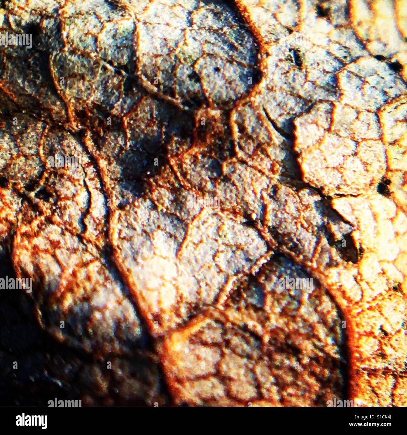 Detail of a leaf - Smartphone Captured Stock Image