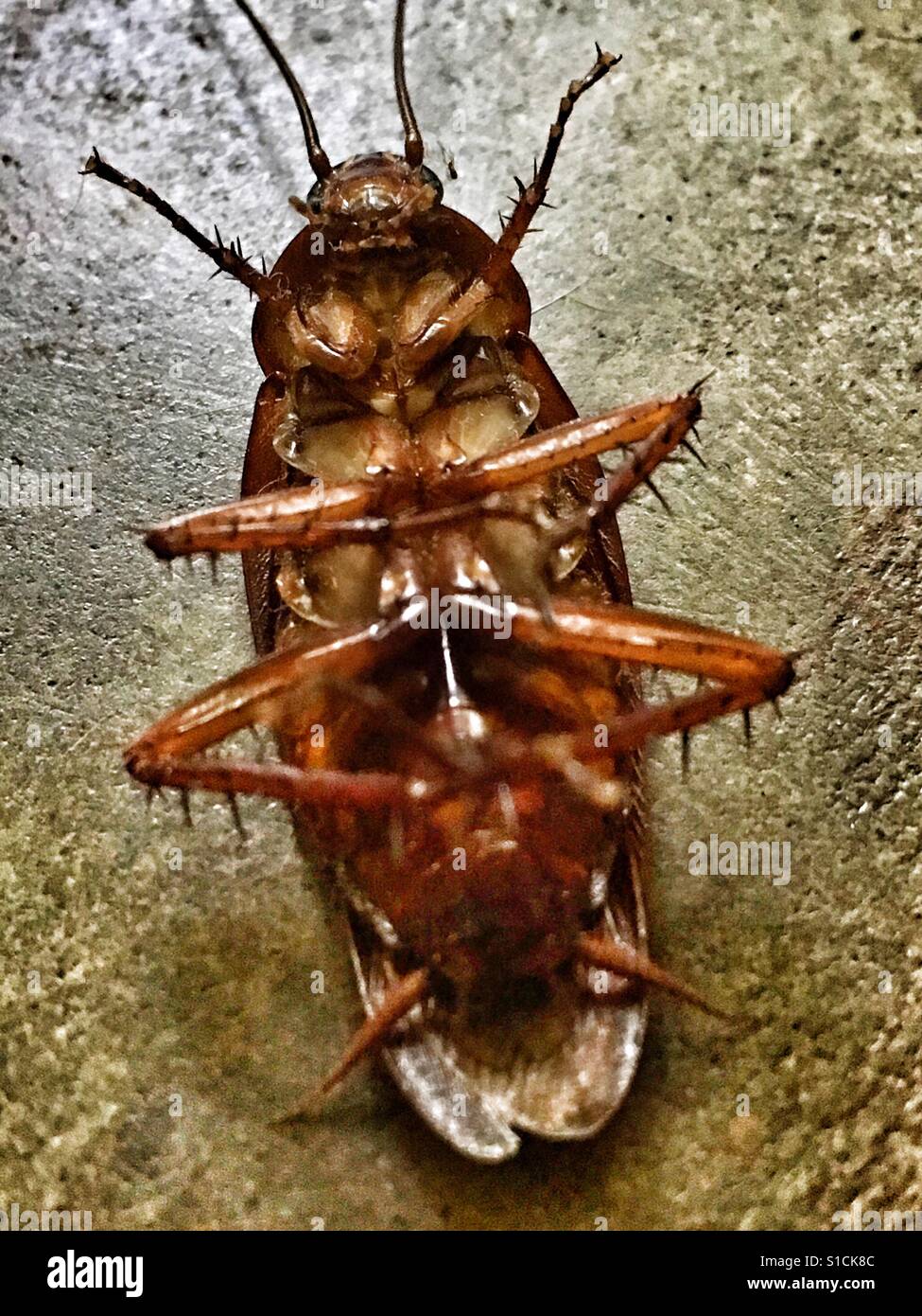Dead cockroach deals