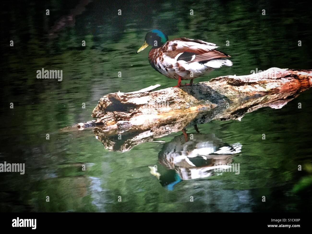 Mallard duck reflection in a pond - Smartphone Captured Stock Image